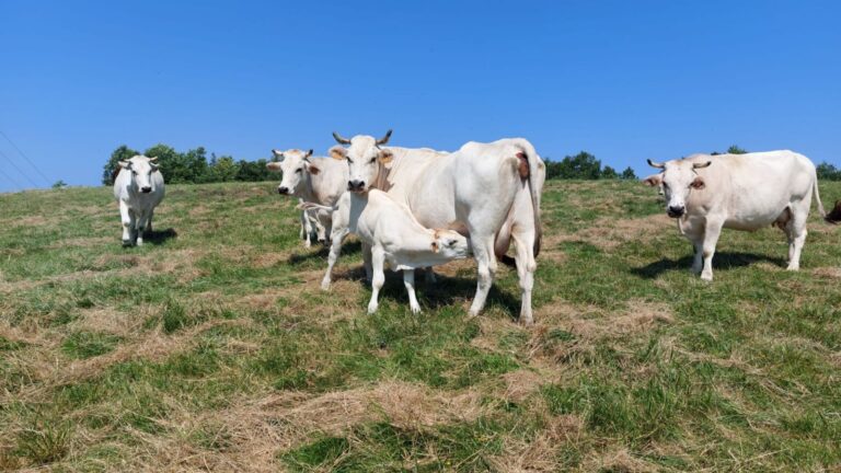 image_VeauPré_Julien